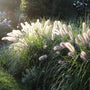 Pennisetum alopecuroides Perennial Bedding