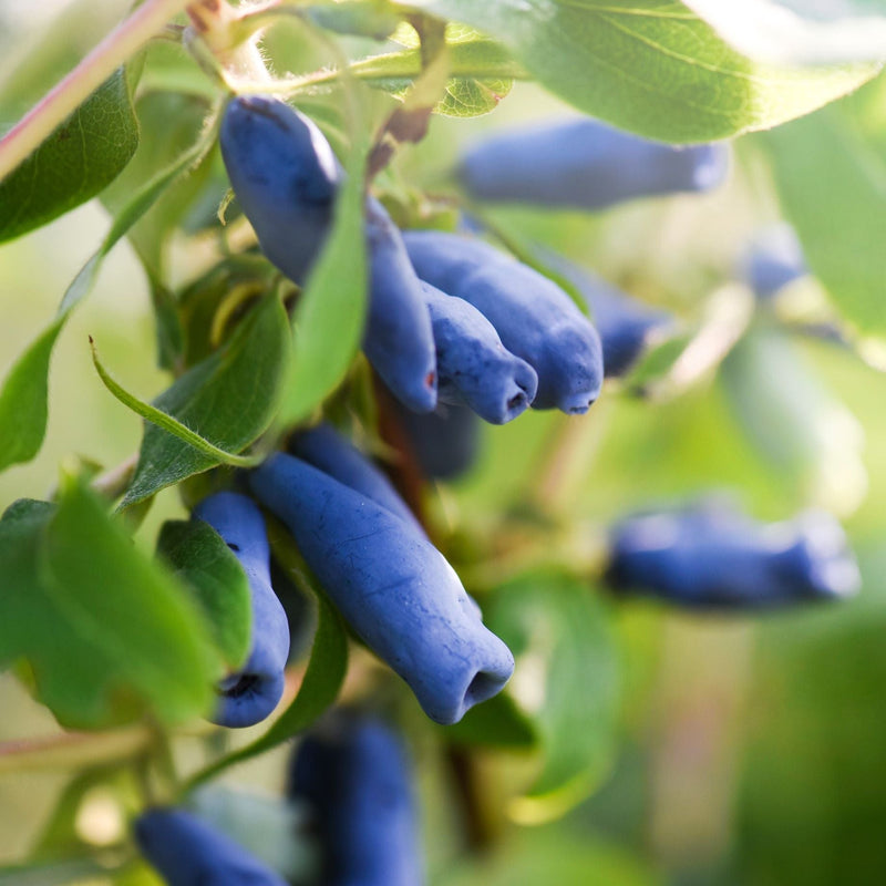 'Kamtschatica' Honeyberry Bush Soft Fruit