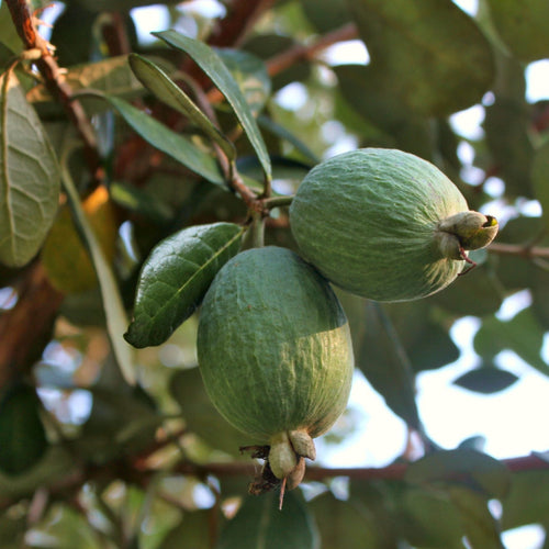 Pineapple Guava Plant | Feijoa Sellowiana Soft Fruit