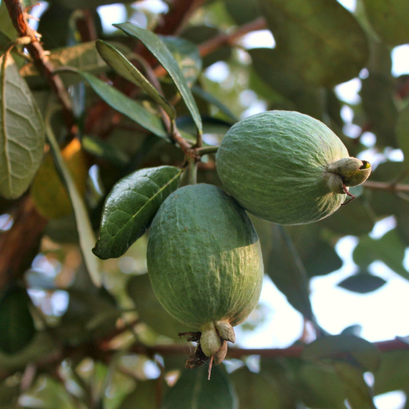 Pineapple Guava Plant | Feijoa Sellowiana Soft Fruit