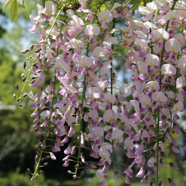 Wisteria floribunda 'Lipstick' Climbing Plants
