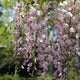 Wisteria floribunda 'Lipstick' Climbing Plants