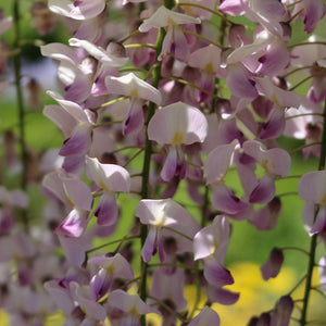 Wisteria Floribunda 'Rosea' Climbing Plants