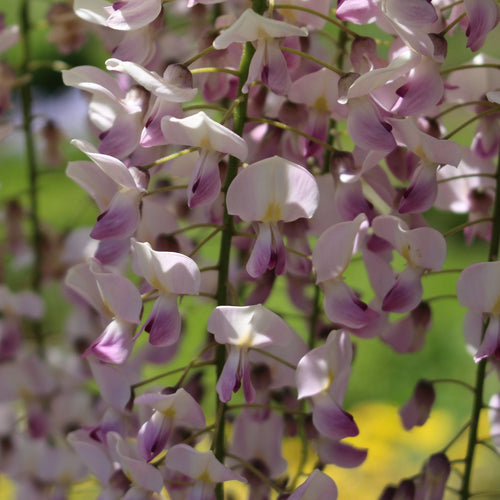 Wisteria Floribunda 'Rosea' Climbing Plants