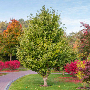 Ginkgo Biloba | Maidenhair Tree Ornamental Trees