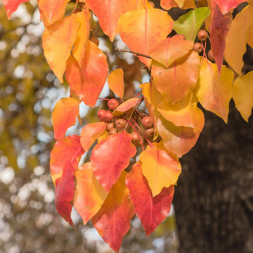 Ornamental Pear Tree | Pyrus 'Chanticleer' Ornamental Trees