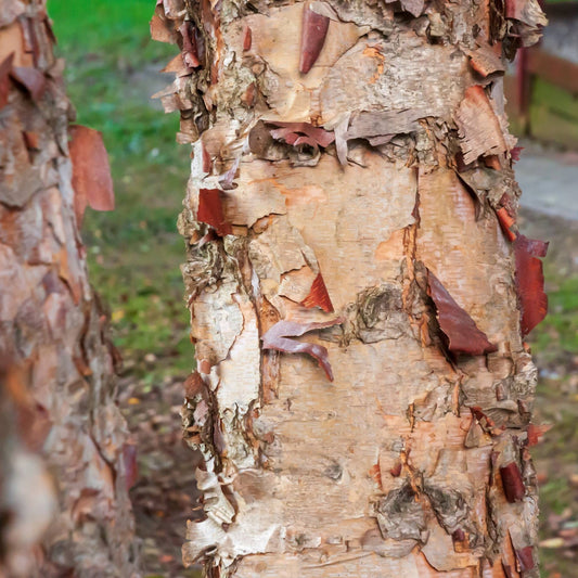 Black Birch Tree | Betula nigra 'Black Star' Ornamental Trees