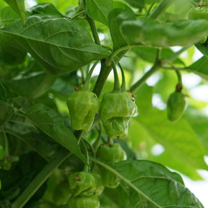 'Trinidad Perfume' Chilli Pepper Plant Vegetables