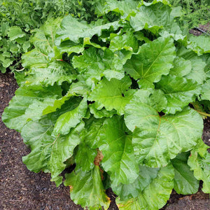 'Livingstone' Rhubarb Plant Soft Fruit