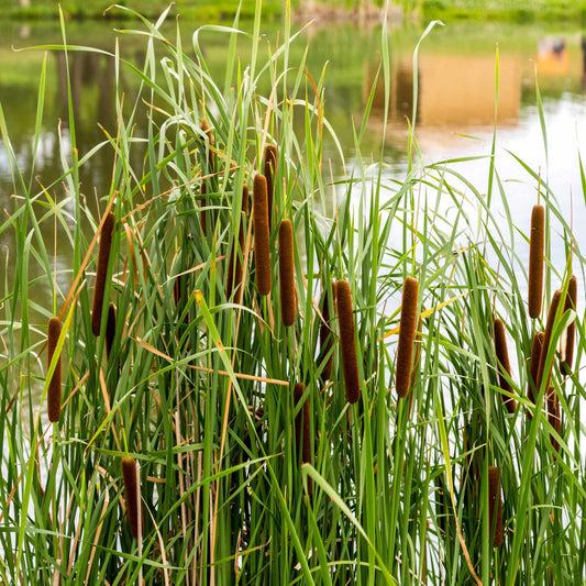 Lesser Bulrush | Typha angustifolia Pond Plants