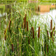 Lesser Bulrush | Typha angustifolia Pond Plants