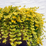 Golden Creeping Jenny | Lysimachia nummularia 'Aurea' Pond Plants