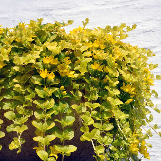 Golden Creeping Jenny | Lysimachia nummularia 'Aurea' Pond Plants