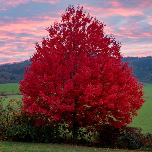 Freeman Maple Tree | Acer x freemanii 'Celebration' Ornamental Trees