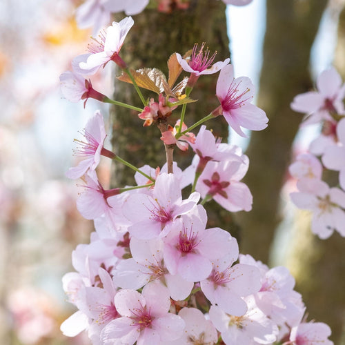 Column Cherry Tree White Columnar Cherry Blossom Tree | Prunus 'Spire' – Roots Plants