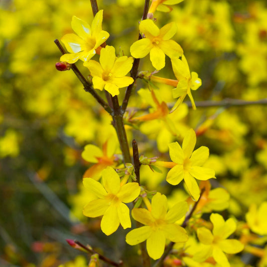 Winter Jasmine | Jasminum nudiflorum Climbing Plants