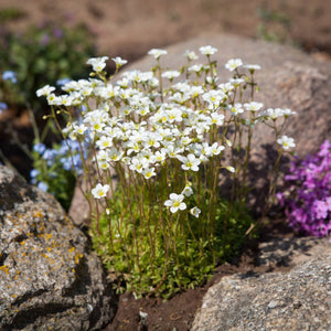 Saxifraga 'White Carpet' Perennial Bedding