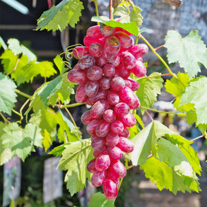 'Flame' Grape Vine Soft Fruit