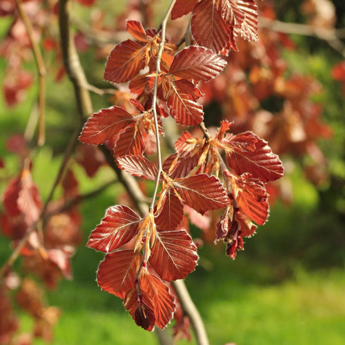 Purple Beech Tree | Fagus sylvatica 'Purple Fountain' Ornamental Trees