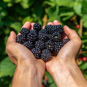 'Triple Crown' Thornless Blackberry Plant Soft Fruit