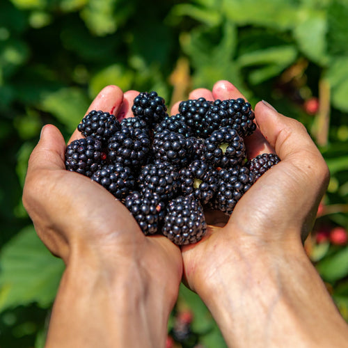 'Triple Crown' Thornless Blackberry Plant Soft Fruit