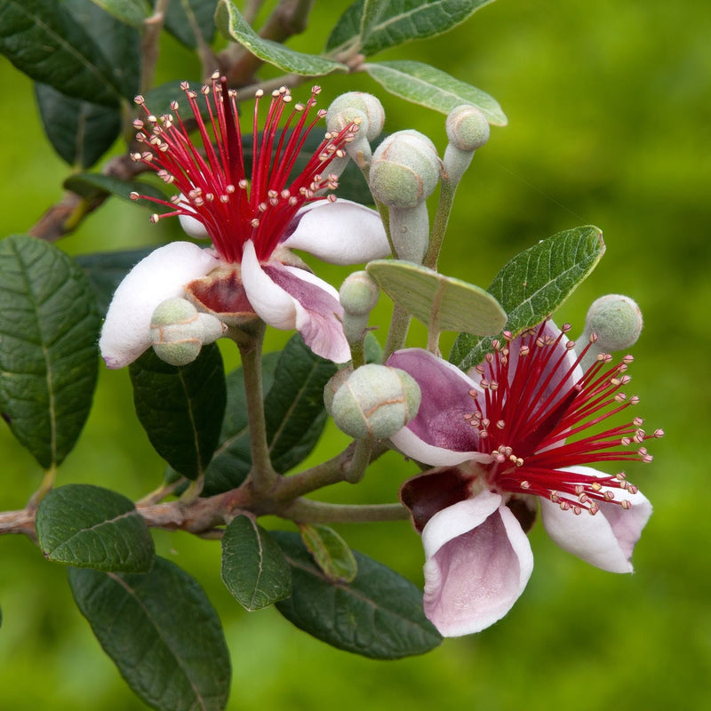 Pineapple Guava Plant | Feijoa Sellowiana Soft Fruit