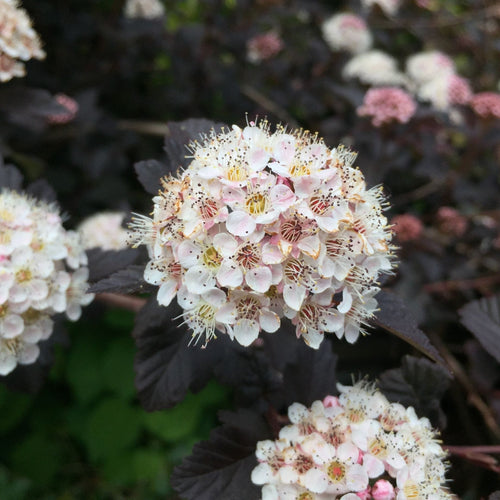 Physocarpus opulifolius 'Diabolo' Shrubs