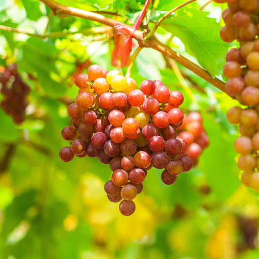 'Flame' Grape Vine Soft Fruit