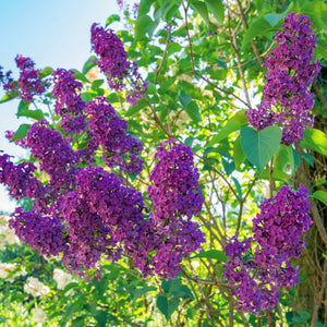 Lilac | Syringa vulgaris 'Andenken an Ludwig Späth' Shrubs