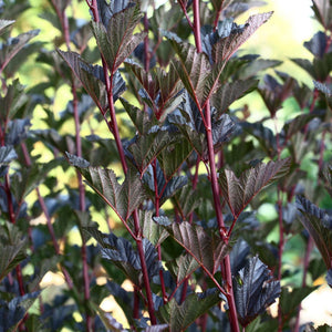 Physocarpus opulifolius 'Diabolo' Shrubs