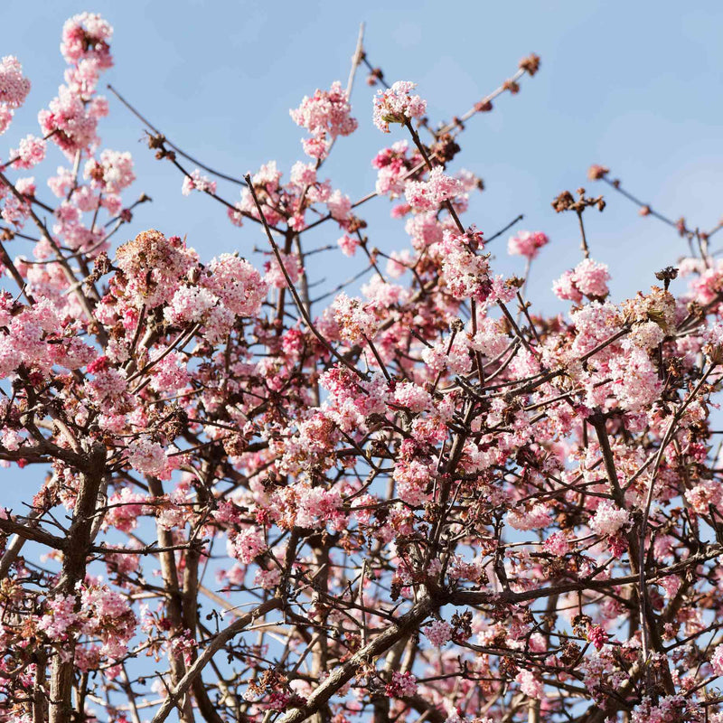 Arrowwood | Viburnum x bodnantense 'Dawn' Shrubs