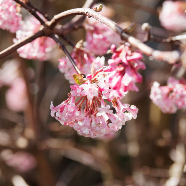 Arrowwood | Viburnum x bodnantense 'Dawn' Shrubs