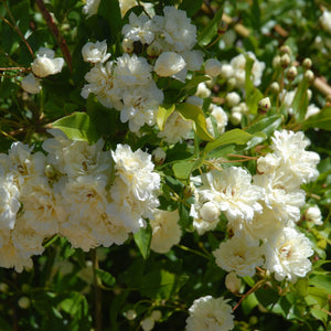 Rosa banksiae 'Alba Plena' | Rambling Rose Climbing Plants