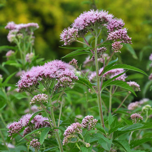 Hemp Agrimony | Eupatorium cannabinum Pond Plants