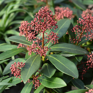 Skimmia japonica 'Rubella' Shrubs