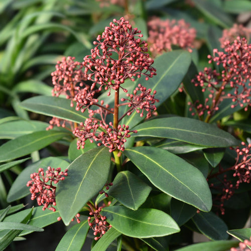Skimmia japonica 'Rubella' Shrubs