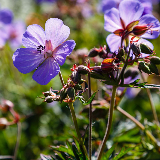 Geranium 'Storm Cloud' Perennial Bedding