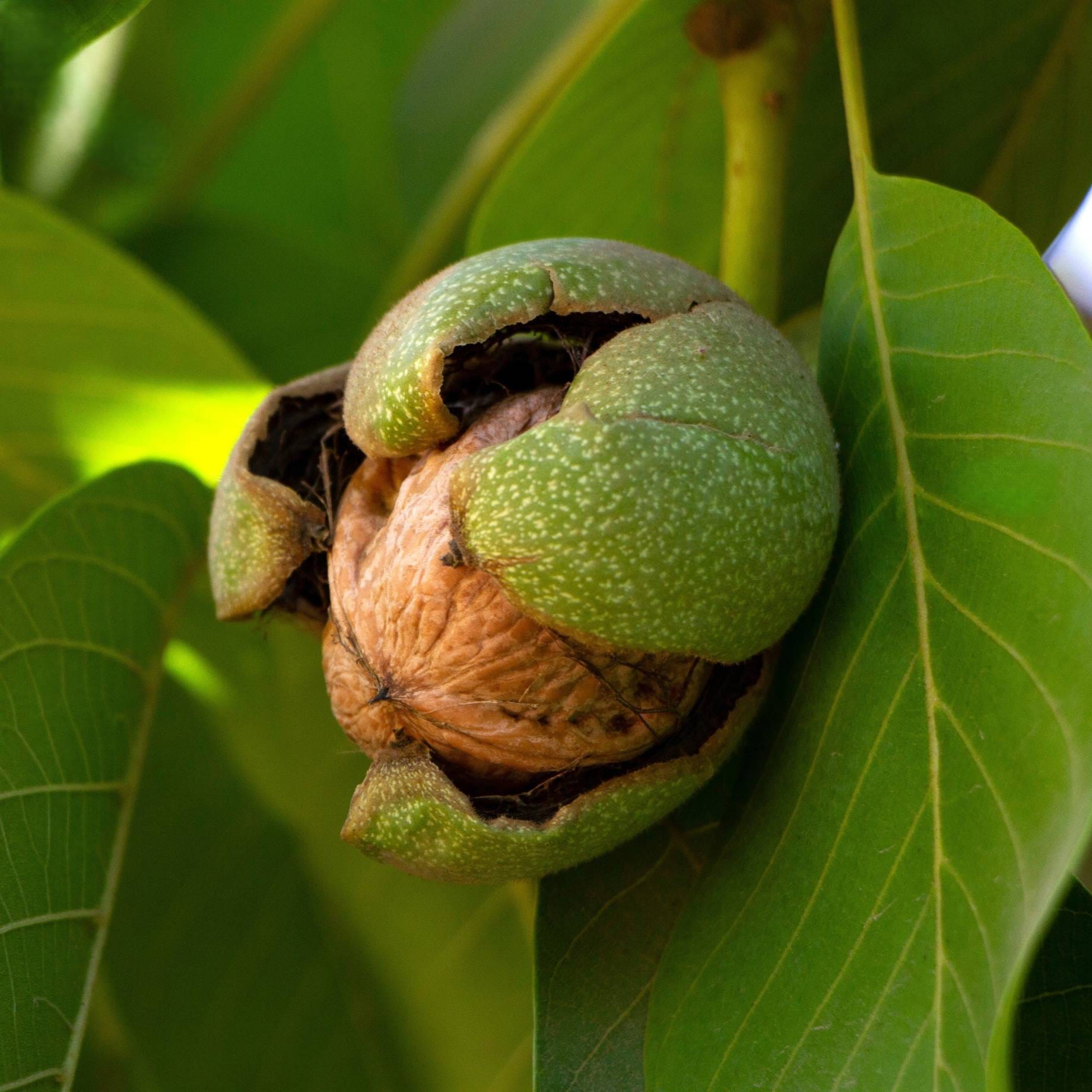 Walnut Tree Routs 'Europa' Walnut Tree – Roots Plants
