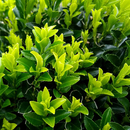 Euonymus 'Green Spire' Shrubs