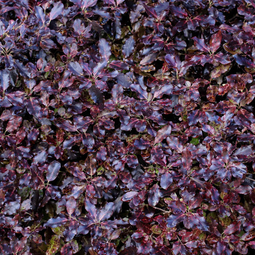 Purple Pittosporum 'Purpureum' Shrubs