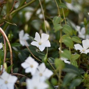 Vinca minor 'Alba' Perennial Bedding