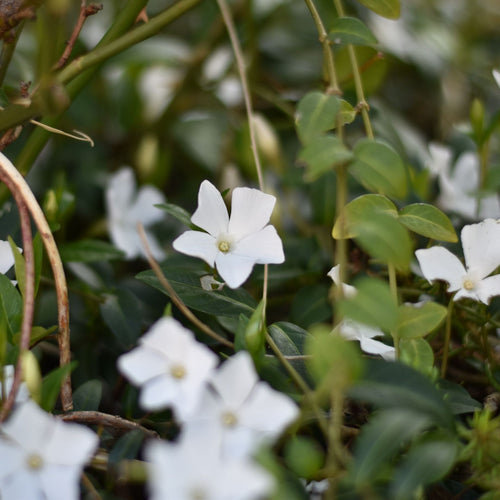 Vinca minor 'Alba' Perennial Bedding