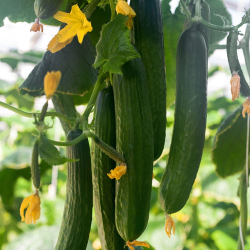 'Kuper F1' Grafted Cucumber Plant Vegetables