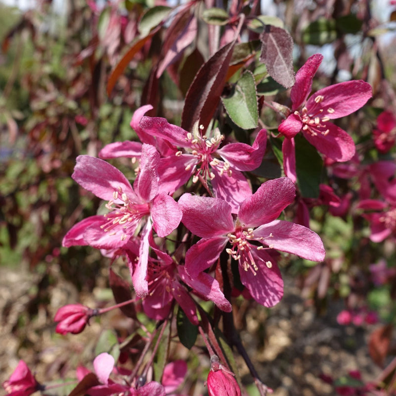 'Crimson Cascade' Purple Crabapple Tree Ornamental Trees