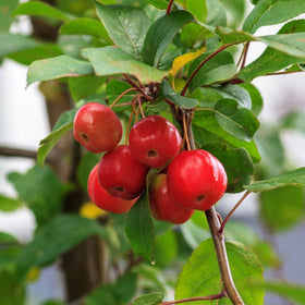 'Red Sentinel' Crabapple Tree Ornamental Trees