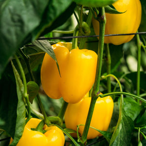 'Yellow Bell' Sweet Pepper Plants Vegetables