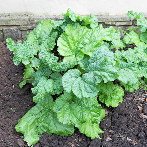 'Timperley Early' Rhubarb Plant Soft Fruit