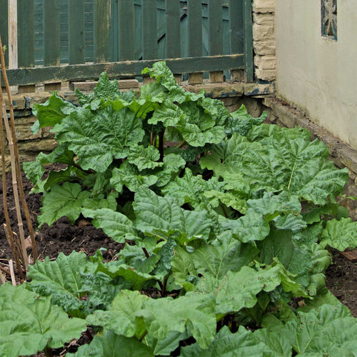 'Timperley Early' Rhubarb Plant Soft Fruit