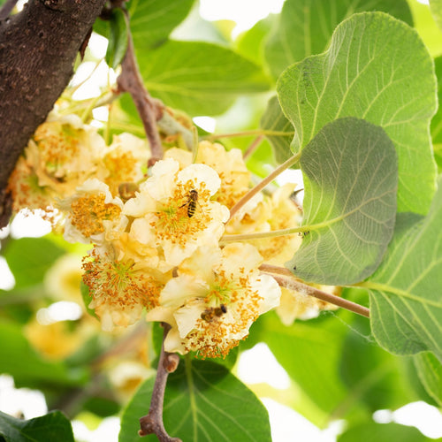 'Weiki' Kiwi Plant | Actinidia arguta (Male) Soft Fruit