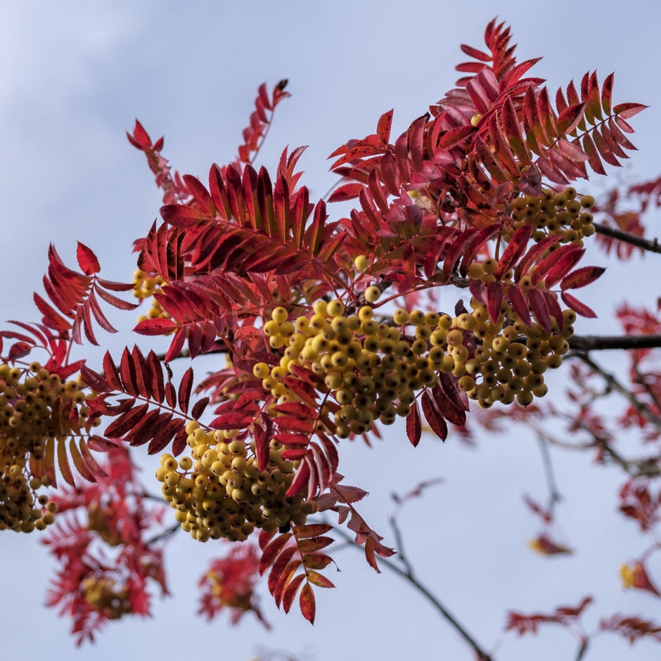 Rowan Tree Planting Is a Rowan Tree Right for My Garden? – Roots Plants
